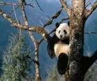 Panda bir ağaç üzerinde
